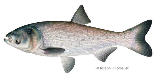 Illustration of a bighead carp. © Joseph R. Tomelleri