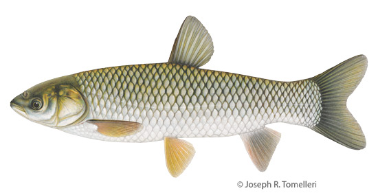 Illustration of a grass carp. © Joseph R. Tomelleri