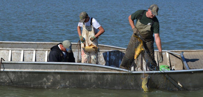 Netting carp on Lake Calumet. Photo by Illinois DNR.