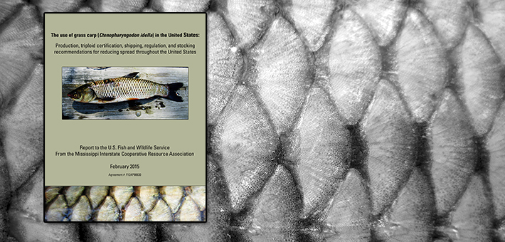 National Grass Carp Report. Photo courtesy of USFWS.