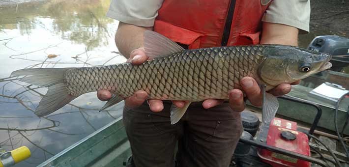 Grass carp. Photo by USFWS.