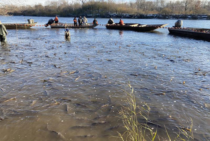 A person stands in water with swarms of fish around them. Flat-bottom boats with nets attached to the sides float in the background.