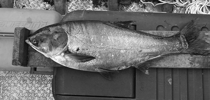 The silver carp captured in the Illinois Waterway below T.J. O'Brien Lock and Dam on June 22, 2017. Photo courtesy of Illinois Department of Natural Resources.