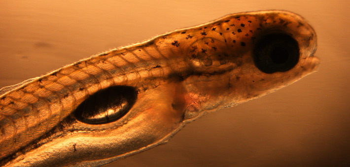 A silver carp in the gas bladder inflation stage, an early life stage. Photo provided by USGS.