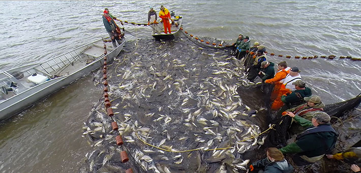Harvesting Asian carp using the Unified Method. Photo by ILDNR.