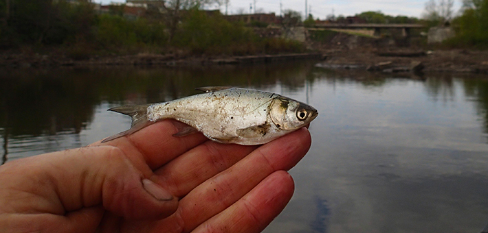 A young silver carp captured near Peru, IL. Photo by USFWS.