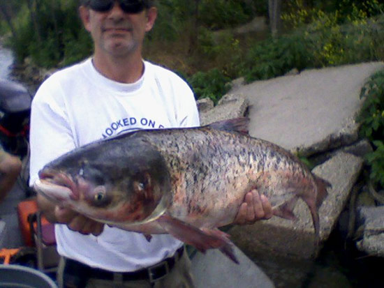 Bighead carp found in Chicago Area Waterway System. Photo courtesy of Illinois Department of Natural Resources.