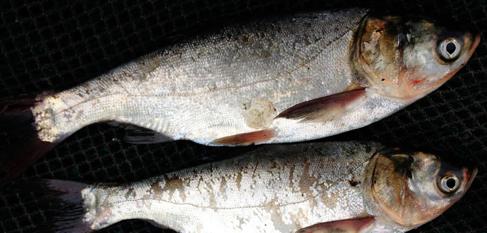 Small Asian carp found in the Starved Rock pool of the Illinois Waterway by Sheehan Island. Photo by USFWS.